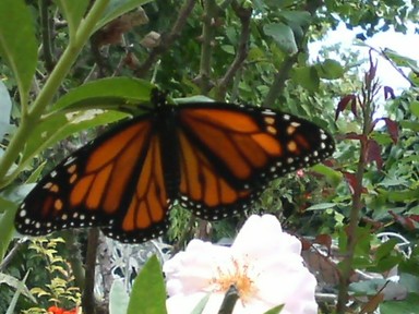  A new Monarch butterfly that has just hatched from it's cocoon in my family garden